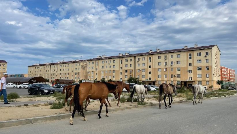 Жители Актау выразили недовольство из-за массового появления лошадей в черте города