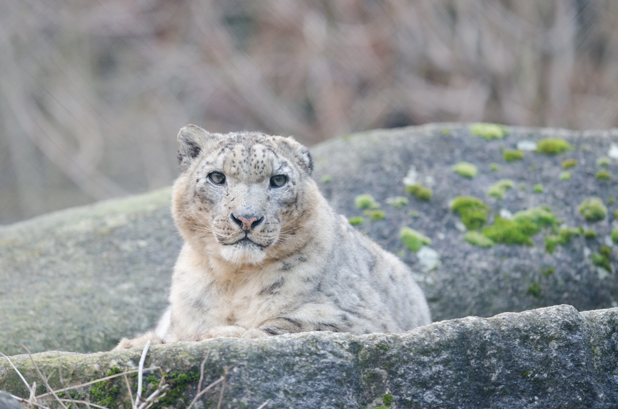Индия поможет Казахстану сохранить снежного барса