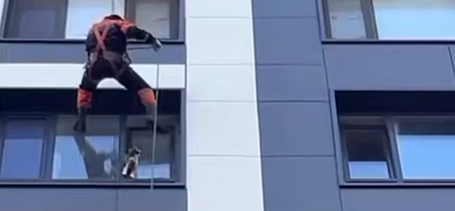 Кошка застряла в окне на восьмом этаже в Астане - видео спасения появилось в Сети