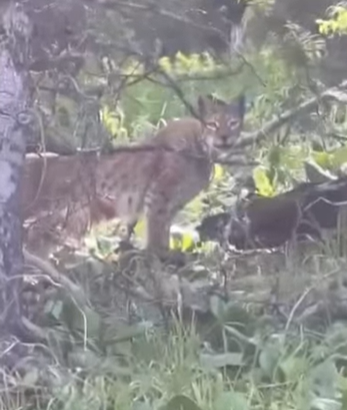Туристы сняли на видео рысь в ВКО