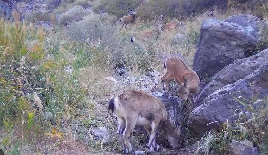 В Алтын -Эмели в фотоловушки попали снежный барс и джейран