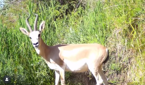 В Алматинской области в фотоловушку попали джейраны
