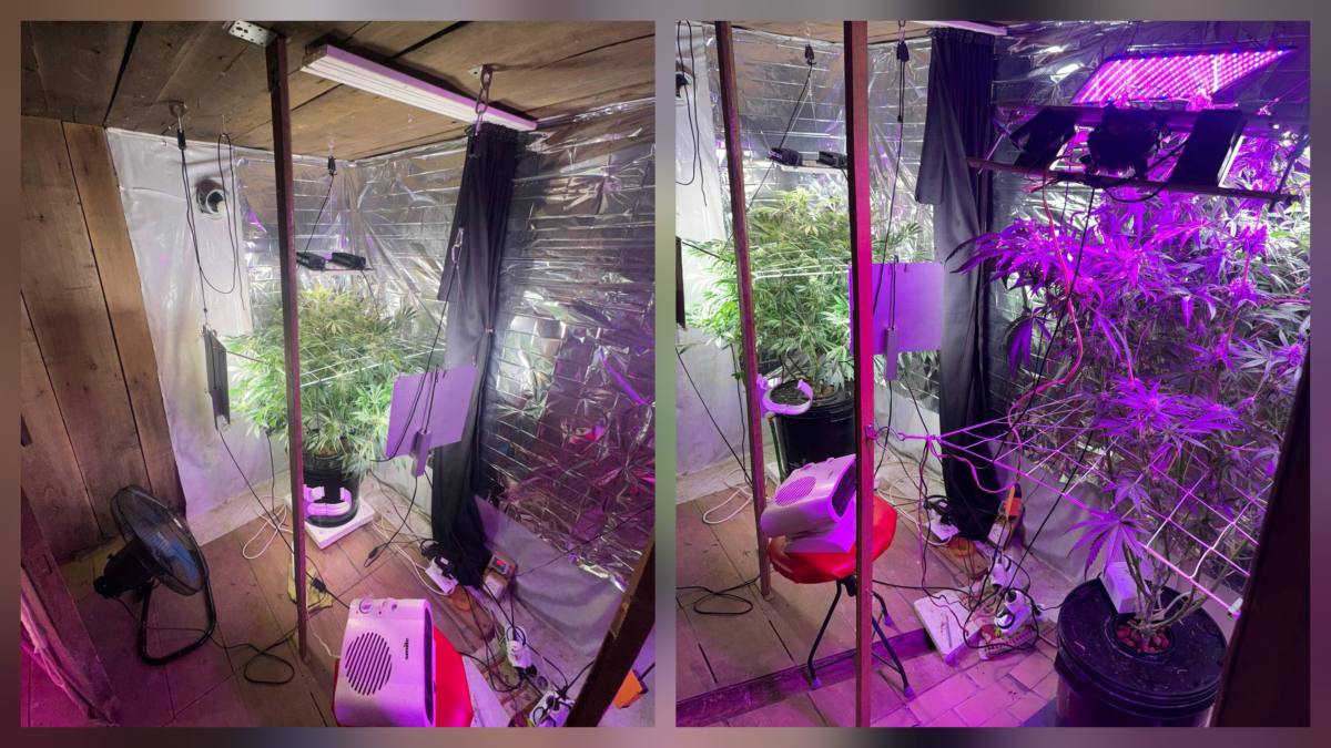 Коноплю в бане и гараже выращивал житель Костаная