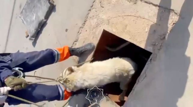 В Жезказгане из 2,5-метрового колодца вытащили собаку
