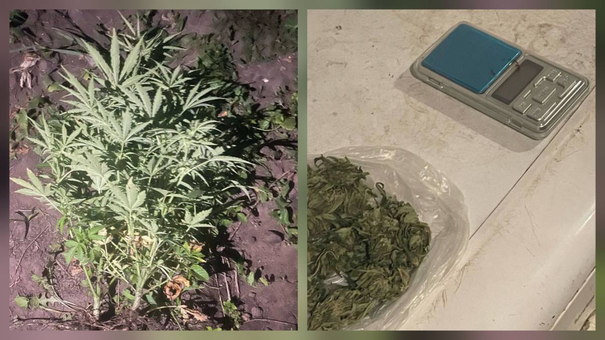 В Костанайской области задержан мужчина с кустами каннабиса