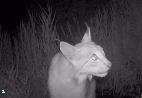 В национальном природном парке «Чарын» в фотоловушку попалась Туркестанская рысь