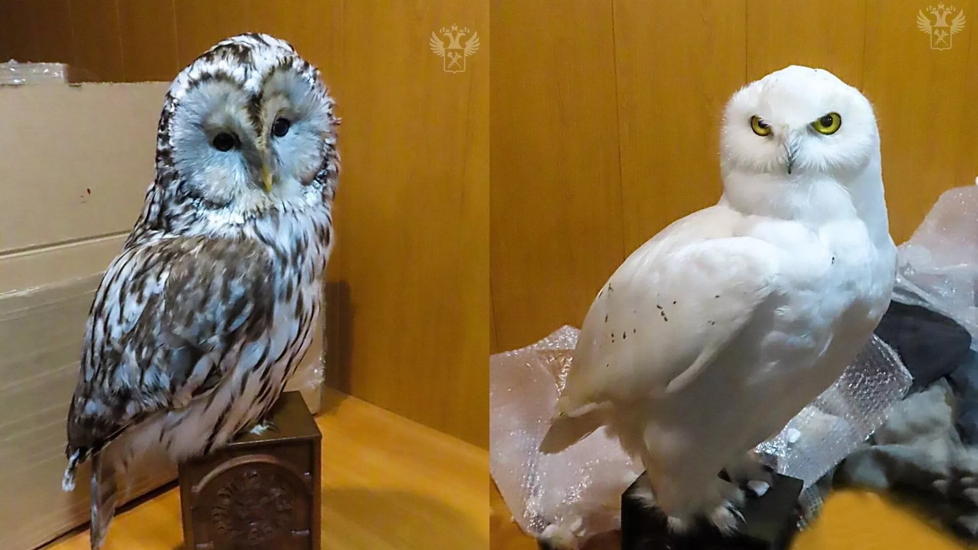 Чучела сов контрабандой хотели вывезти из России в Казахстан