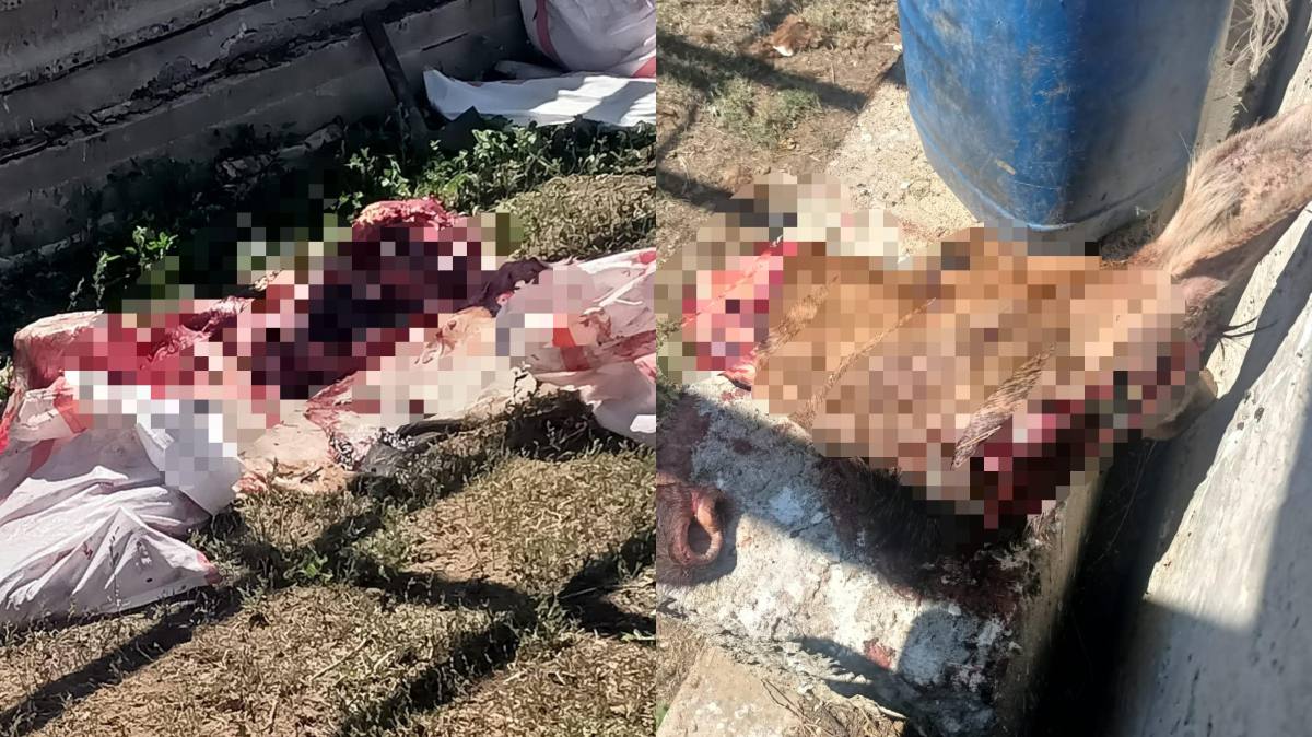 В Актобе сотрудники полиции установили личность мужчины, причастного к незаконной охоте на лося