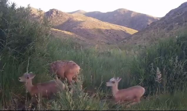 В ВКО в национальных парках фотоловушки запечатлевают целые семьи зверей