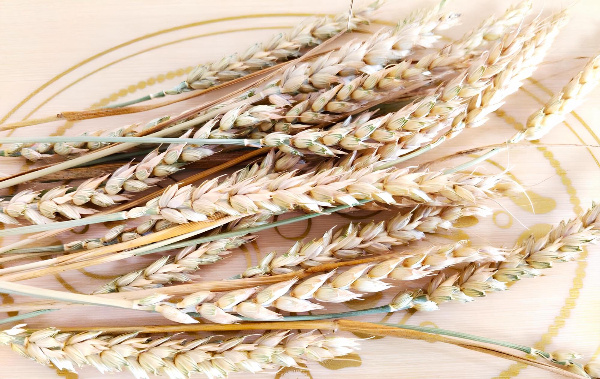 Что сейчас лучше продавать, рассказали фермерам в министерстве сельского хозяйства