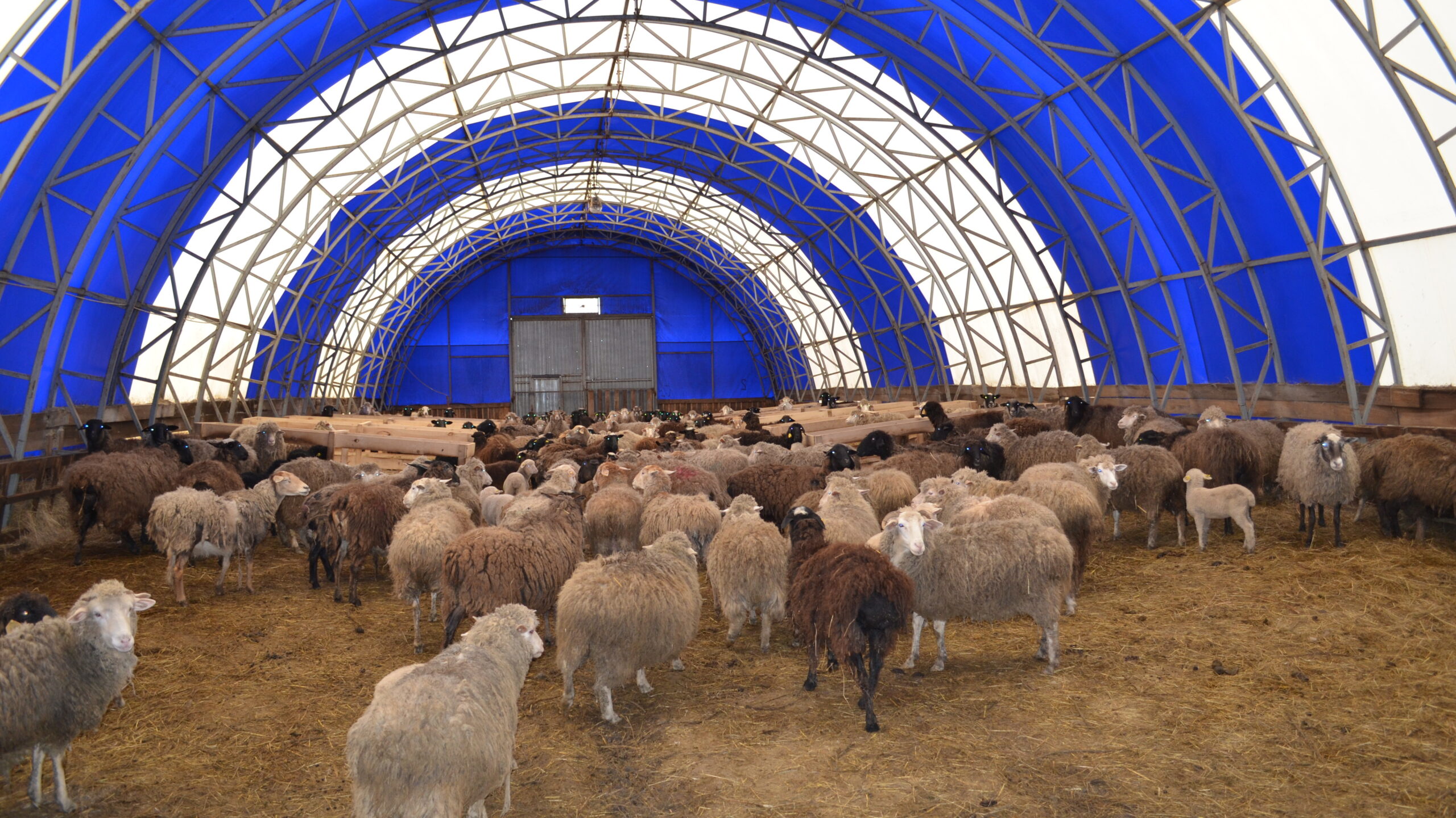 В Жамбылской области к 3 годам осудили мужчину за кражу скота