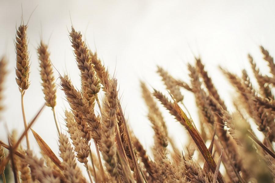 Грызуны массово уничтожают зерно и корма на юге Казахстана