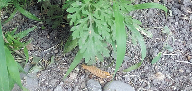 Сельскохозяйственные земли ВКО страдают от засилья опасных сорняков