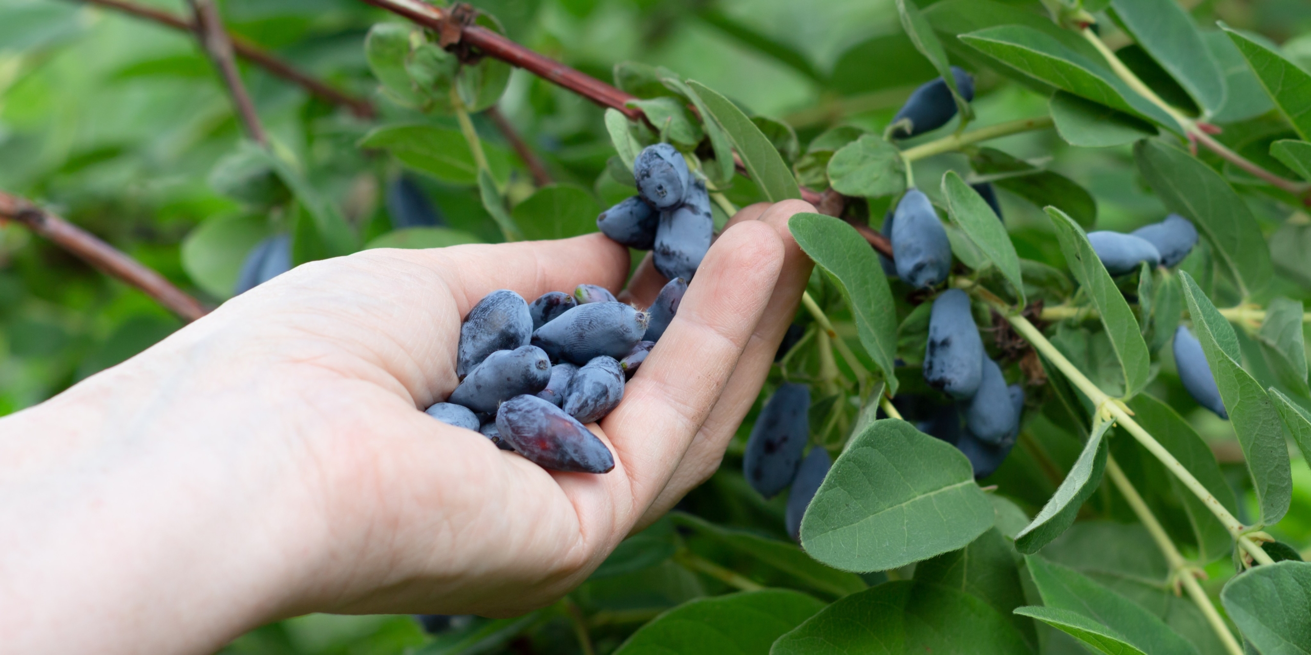 Биохимик рассказала о пользе жимолости для щитовидной железы