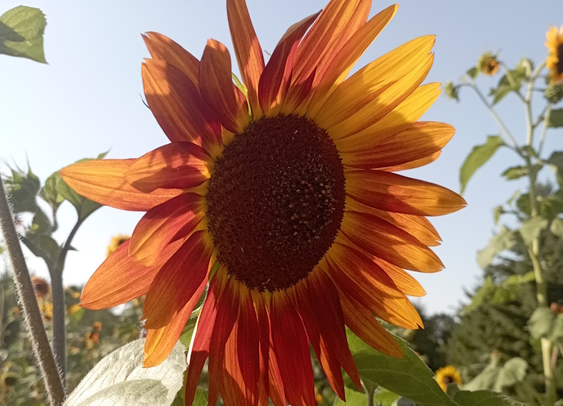 Жара ожидается в большинстве регионов Казахстана на выходных