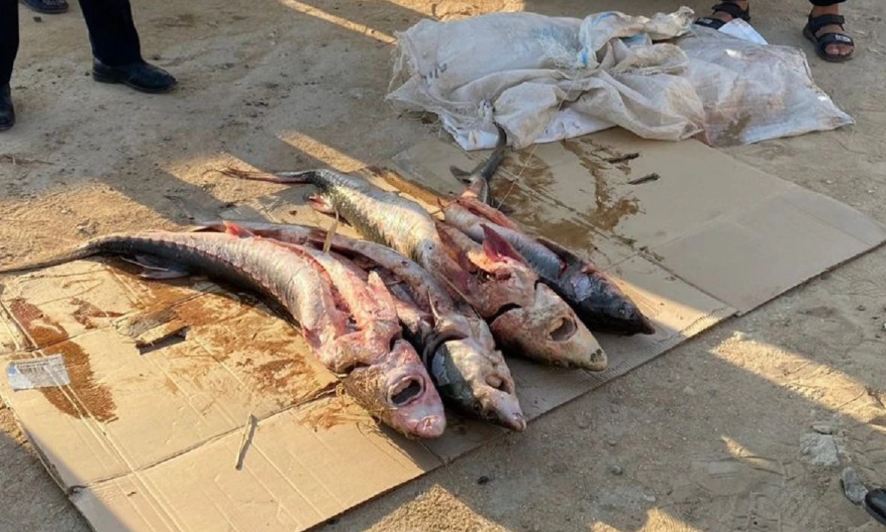В течение одного месяца на Каспии выявлено свыше 50 случаев браконьерства