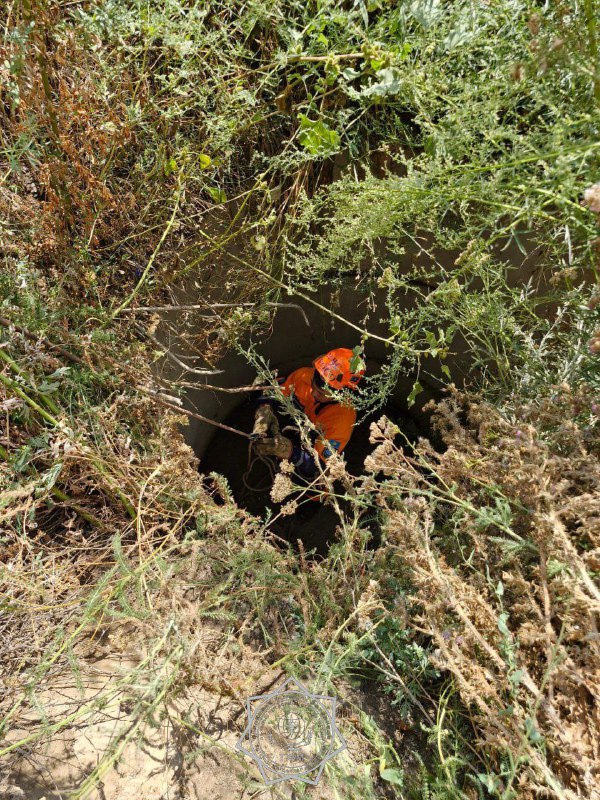 В Алматинской области собака провалилась в глубокую яму