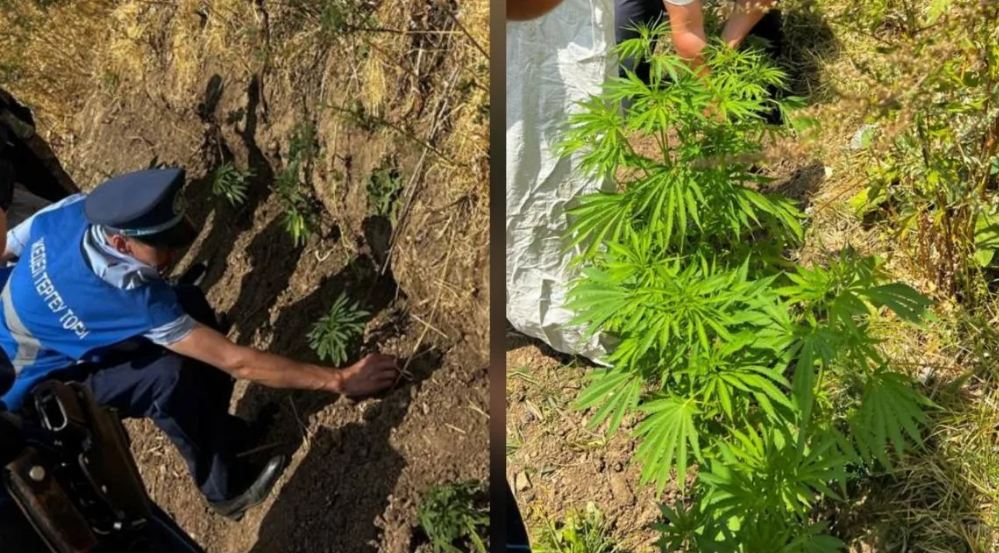 В Туркестанской области найдено тайное поле конопли