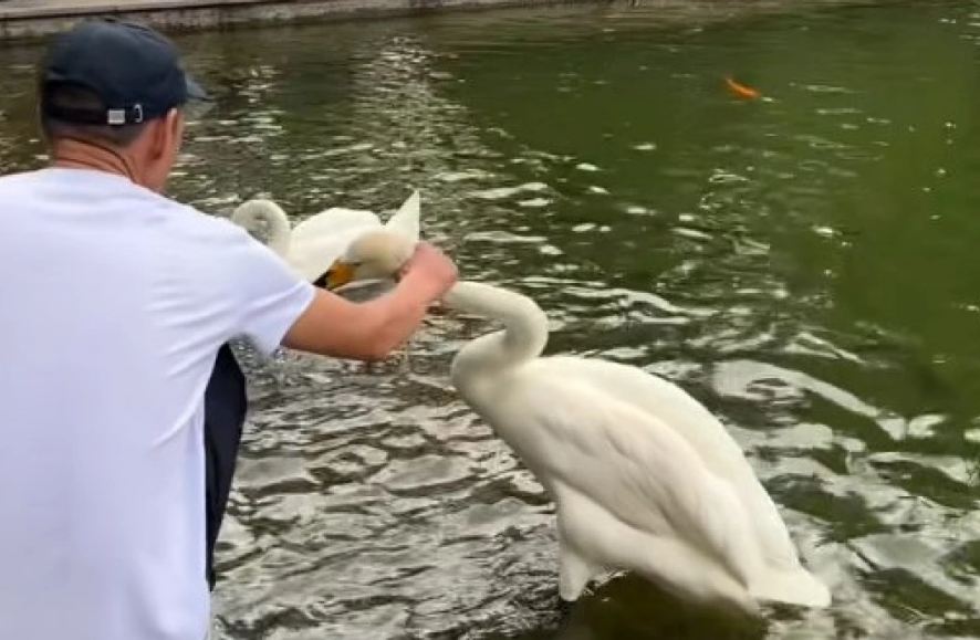 В Ботаническом саду Алматы мужчины жестоко обращались с лебедями
