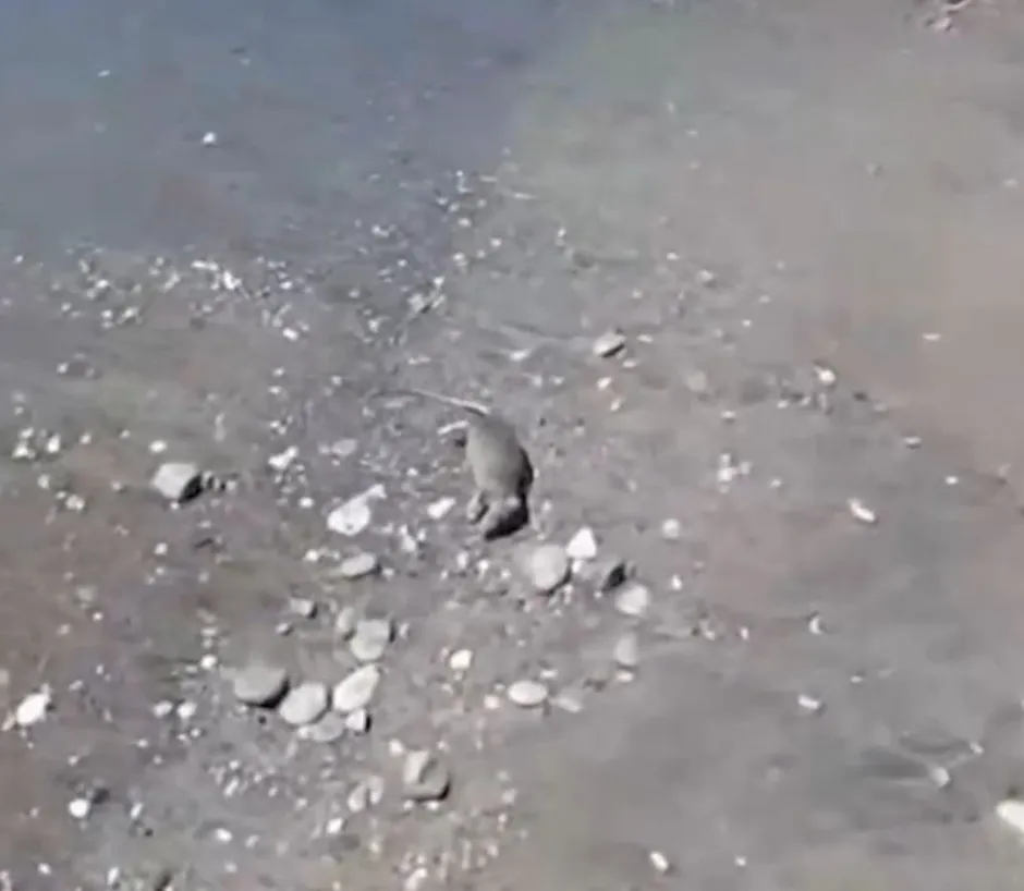 Огромные крысы прибились к берегу популярного у богачей курорта Европы