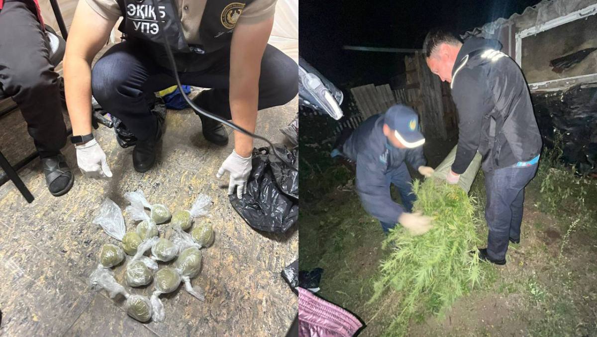 В Костанайской области полиция пресекла незаконное выращивание марихуаны