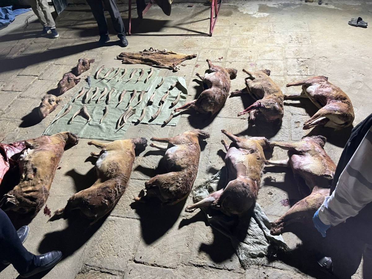 В Мангистауской области полиция изъяла туши и рога сайги