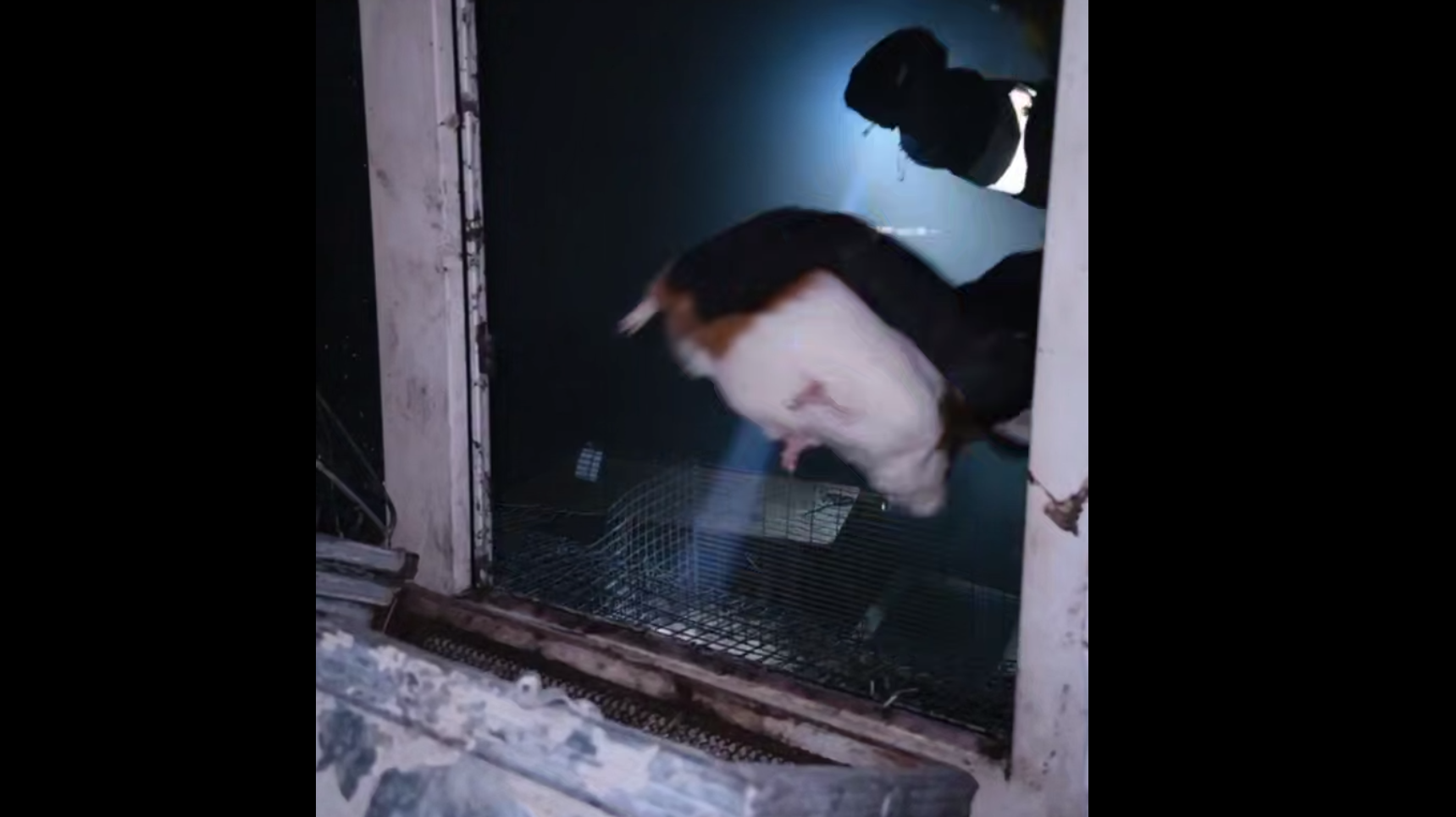 Сотрудники ДЧС в Алматы спасли 19 морских свинок