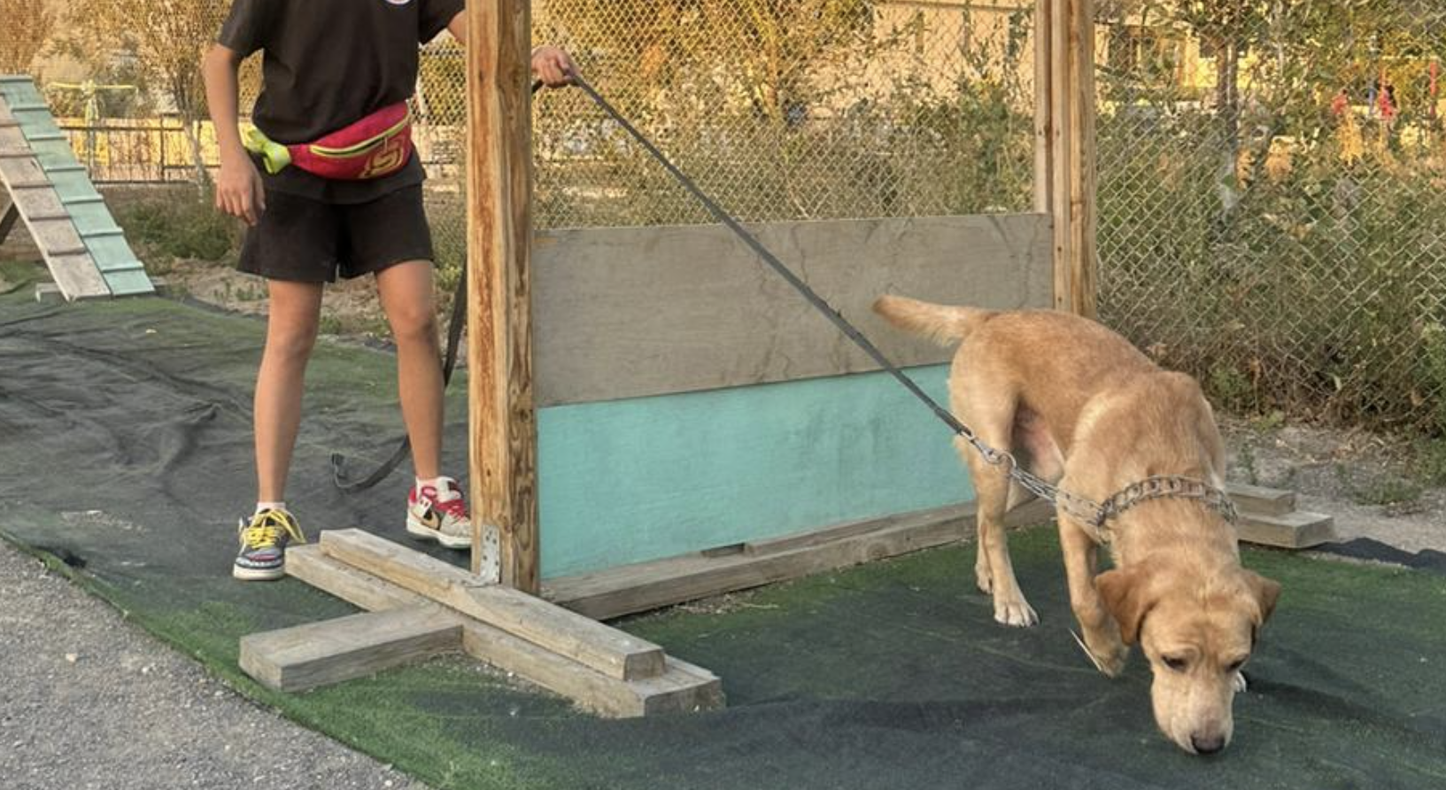 Пёс спас хозяйку, но сам утонул в Актау