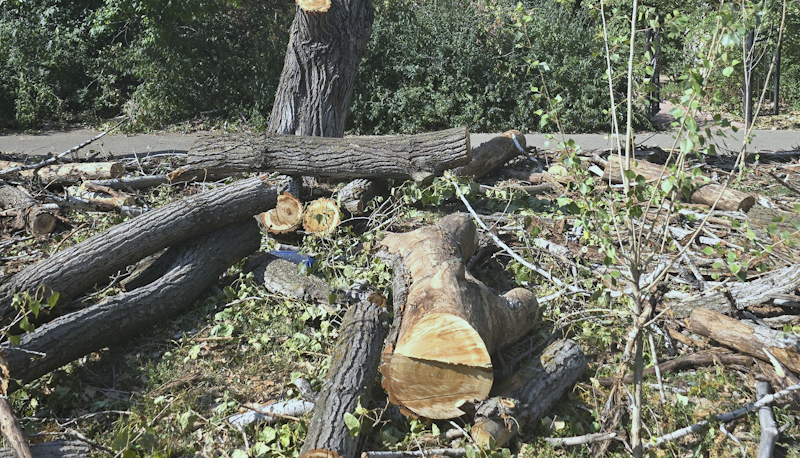 Госзакупку на вырубку несуществующих 40-метровых деревьев отменили в области Абай