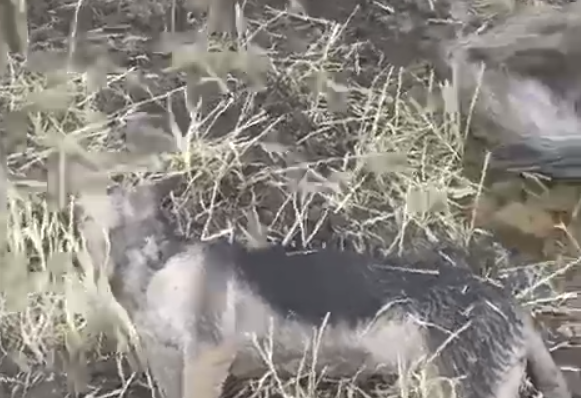 Человек, две лошади и собака погибли от удара молнии в области Жетысу