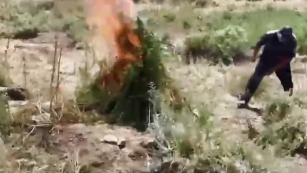 У озера Алаколь полиция и волонтеры сожгли 500 кустов конопли