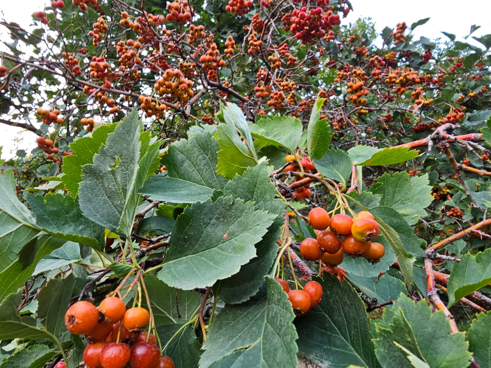 Боярышник повышает иммунитет – диетолог