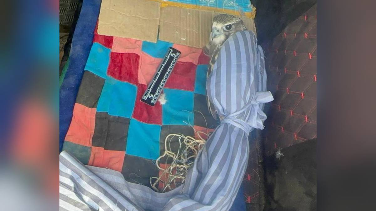 В машине жителя ВКО найден сокол из Красной книги