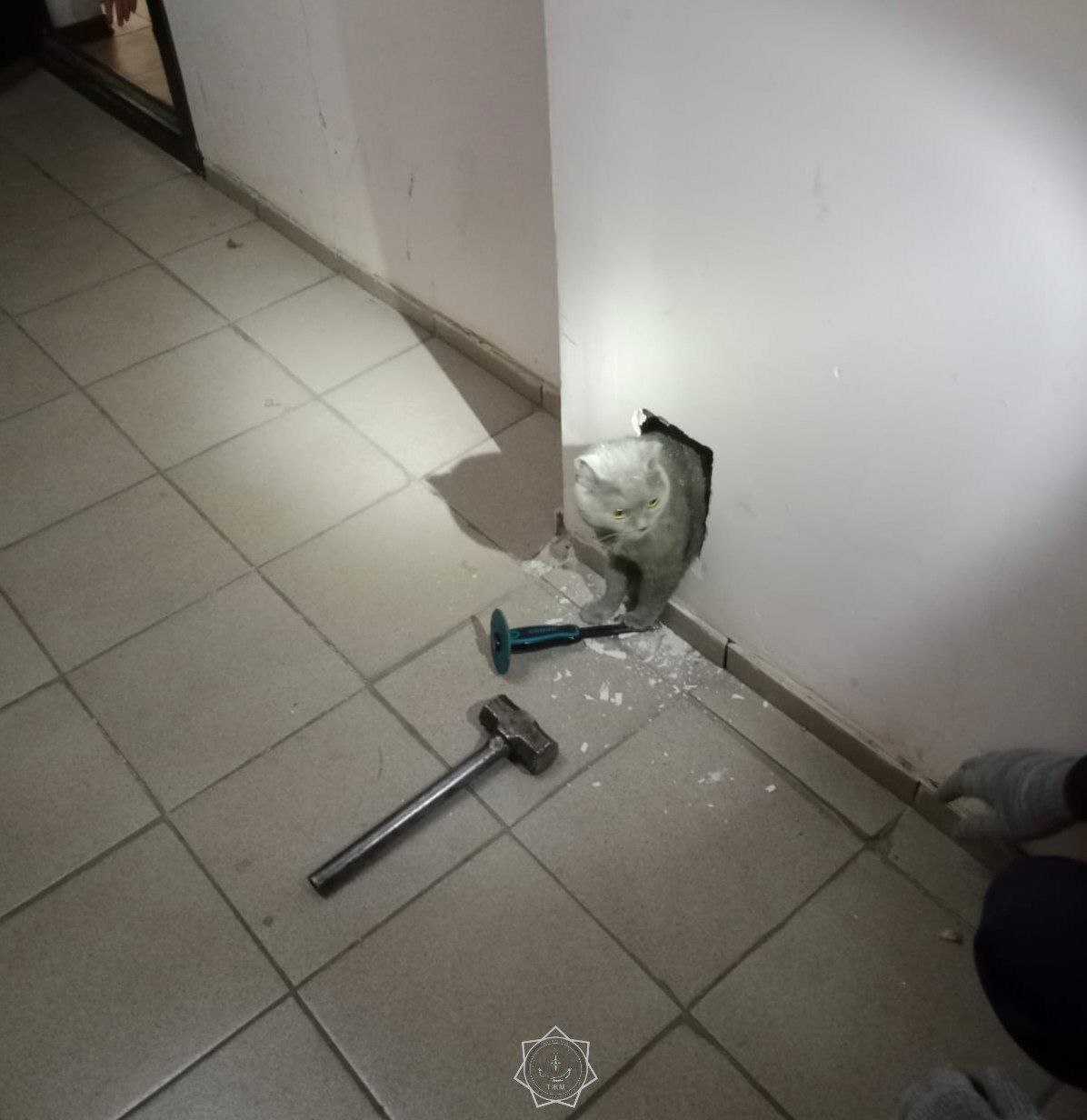 В Астане спасатели вызволили кошку из ловушки