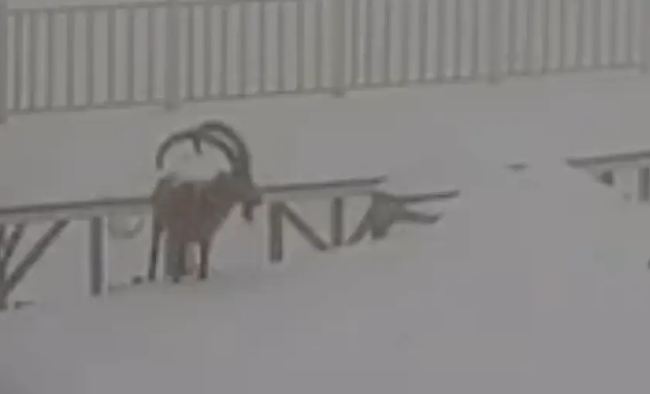 На курорте "Шымбулак" камера зафиксировала горного козла