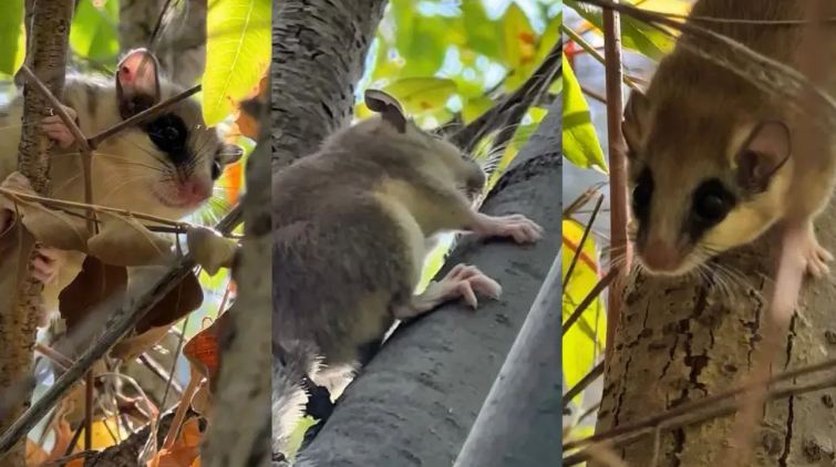 В Алматинской области в фотоловушку попала лесная соня, занесённая в Красную книгу Казахстана