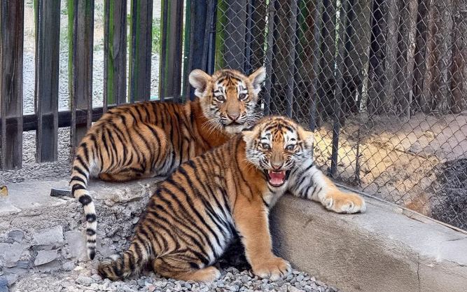В зоопарке Алматы родились краснокнижные тигры