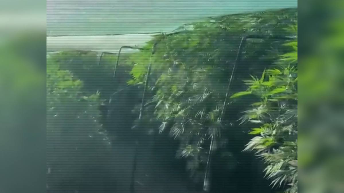 В рамках ОПМ «Қарасора – 2025» пресечена деятельность девяти наркопроизводств