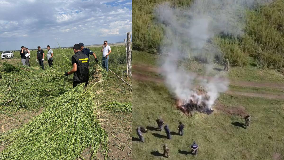 В ВКО полицейские уничтожили свыше 8 тысяч кустов дикорастущей конопли