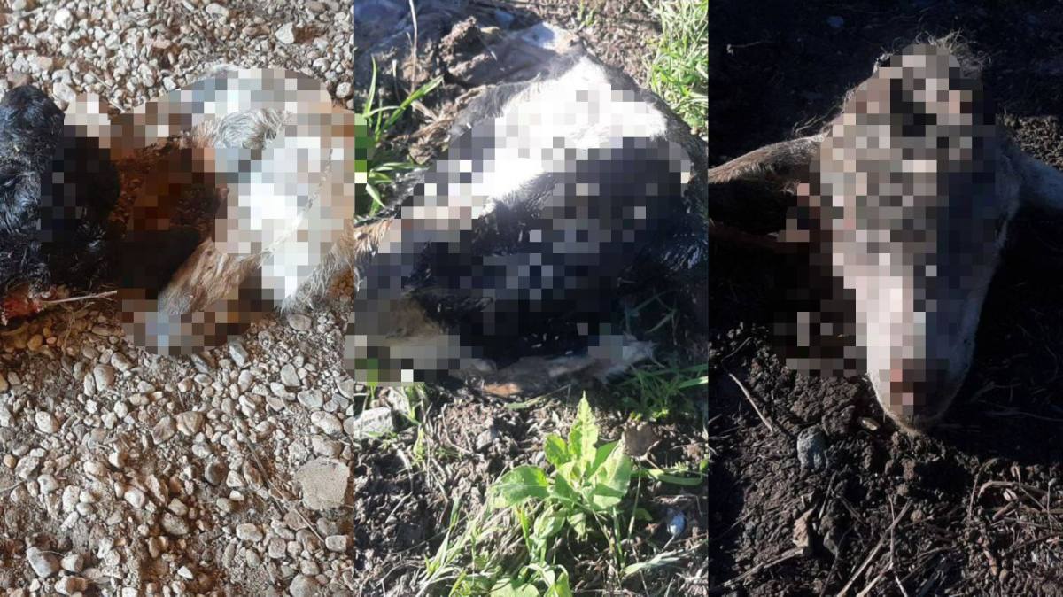 В ВКО полицейские вернули похищенный скот владельцам