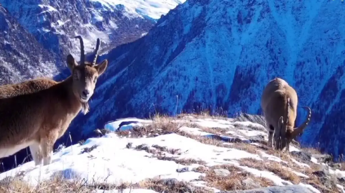 11 новых видов внесут в список редких животных Казахстана