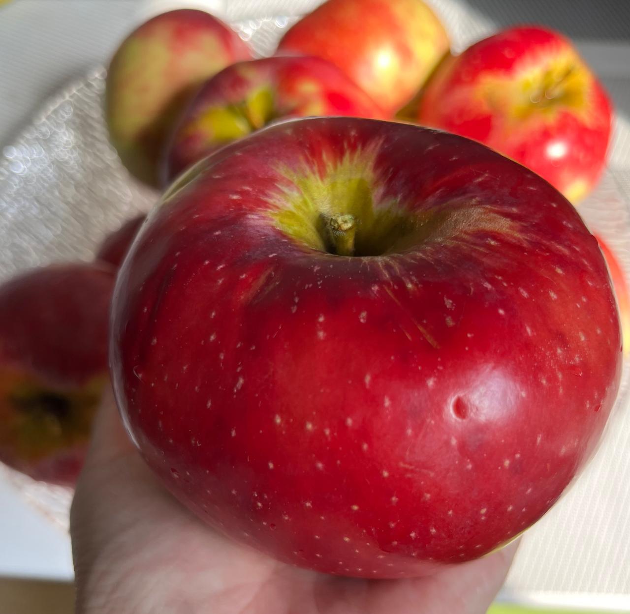 Более 5 тысяч гостей получили алматинские апорты в аэропорту в честь Дня города