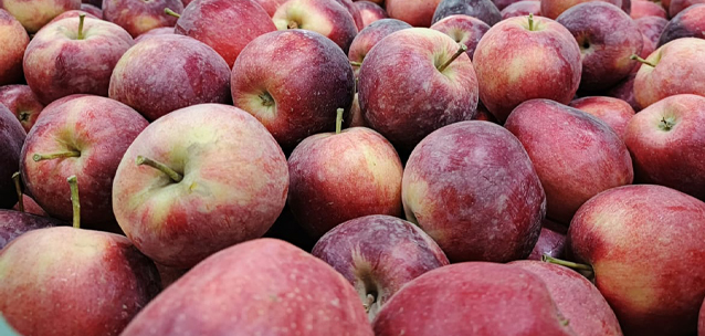 Алматинский апорт возрождают, но казахстанцам он не нужен