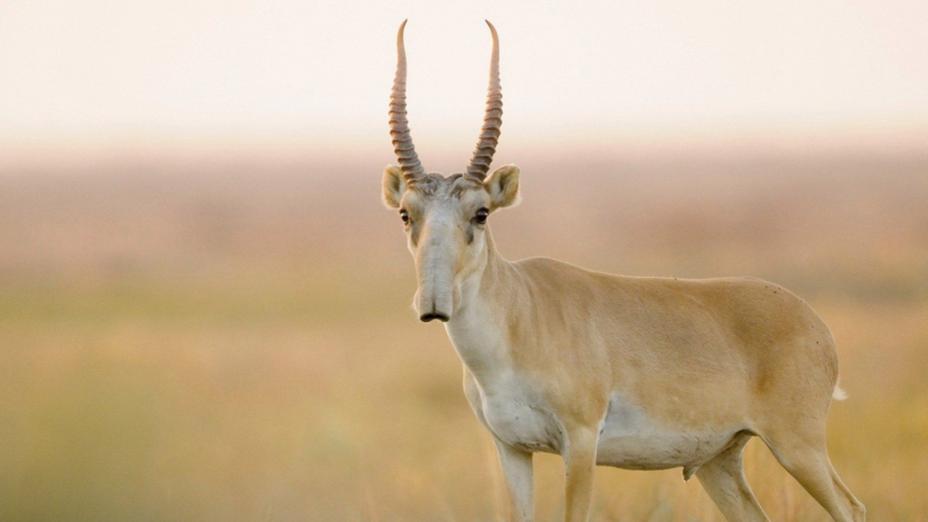 Миллионы сайгаков могут обернуться катастрофой для Казахстана