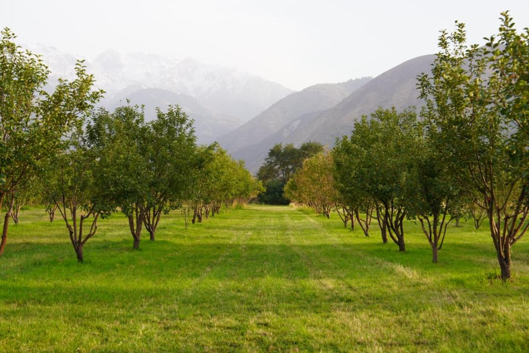 Как идёт возрождение апорта