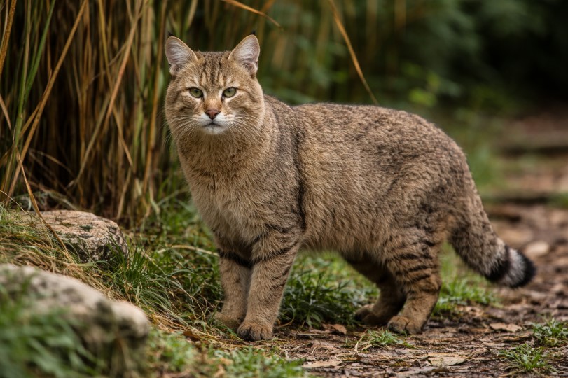 11 новых видов внесут в список редких животных Казахстана