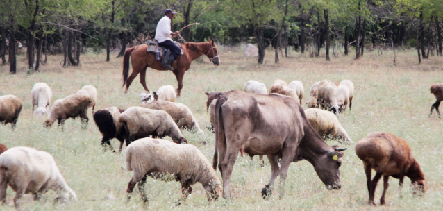 Как накормить Казахстан дешевым мясом?