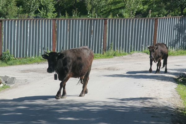 Казахстан сохранит экспорт говядины в рамках действующих квот