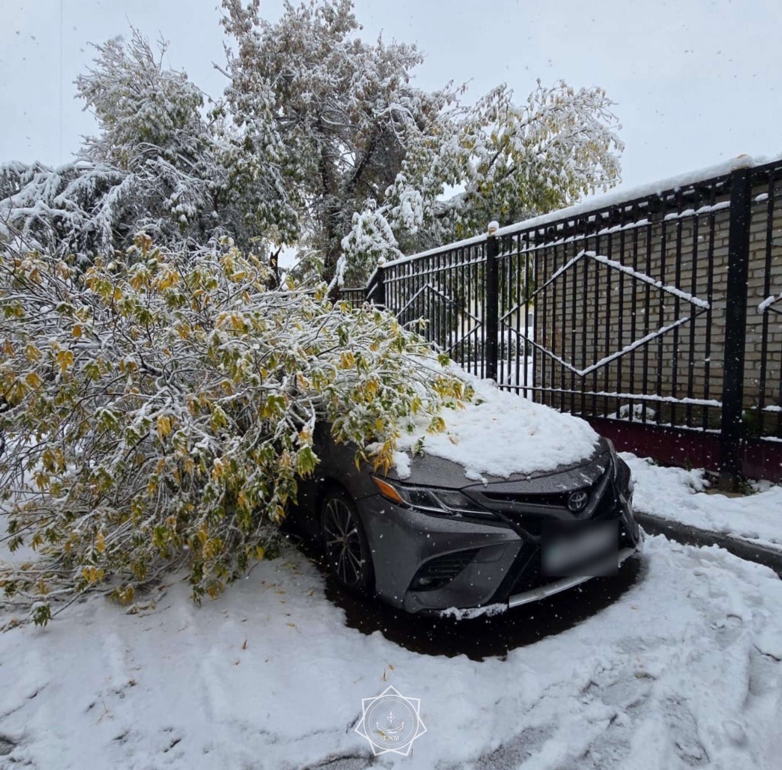 В Костанае деревья упали на три автомобиля во время снегопада