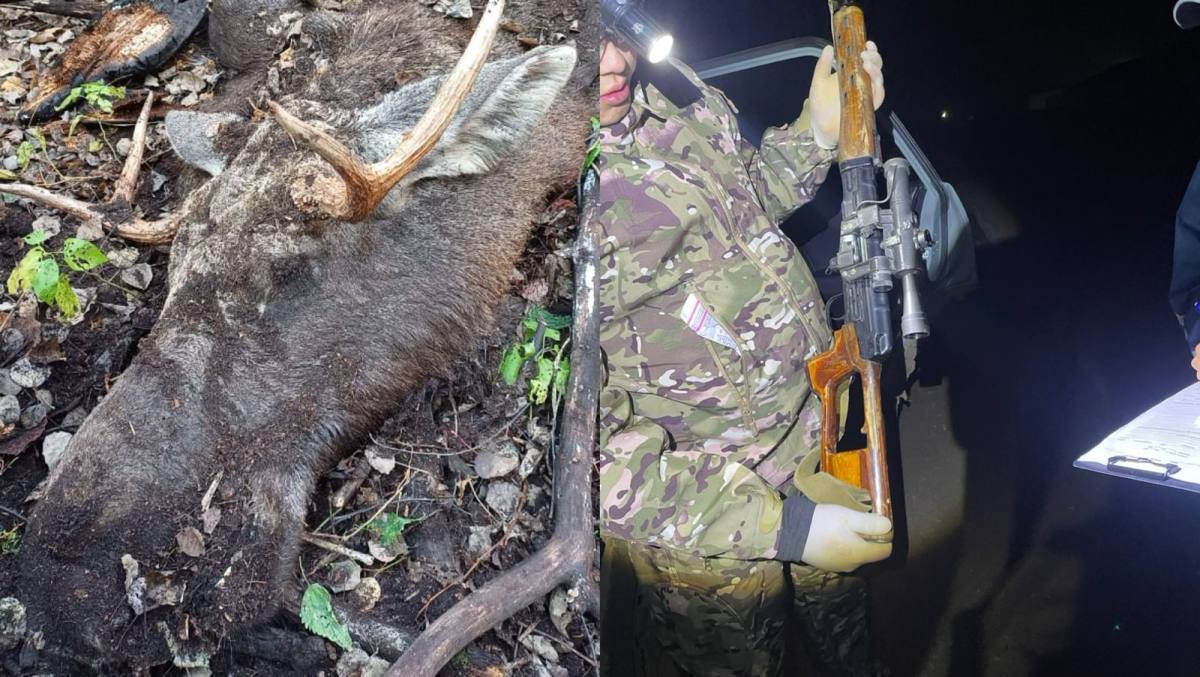 В Карагандинской области выявлены факты браконьерской охоты на лося и сайгаков